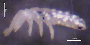  ( - SOS_COLLEMBOLA_142)  @11 [ ] by (2013) Cornelya Klutsch Norwegian Institute of Bioeconomy Research (NIBIO)