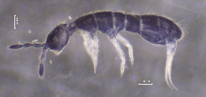  ( - SOS_COLLEMBOLA_161)  @11 [ ] by (2013) Cornelya Klutsch Norwegian Institute of Bioeconomy Research (NIBIO)