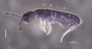  ( - SOS_COLLEMBOLA_162)  @11 [ ] by (2013) Cornelya Klutsch Norwegian Institute of Bioeconomy Research (NIBIO)