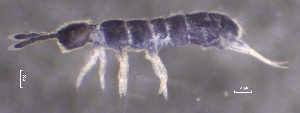  ( - SOS_COLLEMBOLA_163)  @11 [ ] by (2013) Cornelya Klutsch Norwegian Institute of Bioeconomy Research (NIBIO)