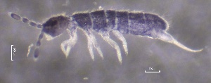 ( - SOS_COLLEMBOLA_164)  @11 [ ] by (2013) Cornelya Klutsch Norwegian Institute of Bioeconomy Research (NIBIO)