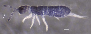  ( - SOS_COLLEMBOLA_165)  @11 [ ] by (2013) Cornelya Klutsch Norwegian Institute of Bioeconomy Research (NIBIO)