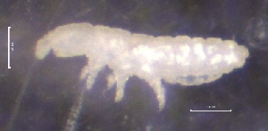  (Willemia denisi - SOS_COLLEMBOLA_167)  @11 [ ] by (2013) Cornelya Klutsch Norwegian Institute of Bioeconomy Research (NIBIO)