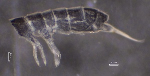  ( - SOS_COLLEMBOLA_187)  @11 [ ] by (2013) Cornelya Klutsch Norwegian Institute of Bioeconomy Research (NIBIO)