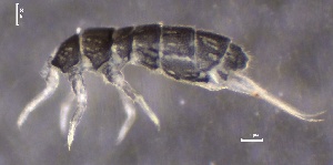  ( - SOS_COLLEMBOLA_189)  @11 [ ] by (2013) Cornelya Klutsch Norwegian Institute of Bioeconomy Research (NIBIO)