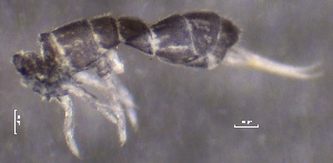  ( - SOS_COLLEMBOLA_191)  @11 [ ] by (2013) Cornelya Klutsch Norwegian Institute of Bioeconomy Research (NIBIO)