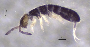  ( - SOS_COLLEMBOLA_233)  @11 [ ] by (2013) Cornelya Klutsch Norwegian Institute of Bioeconomy Research (NIBIO)