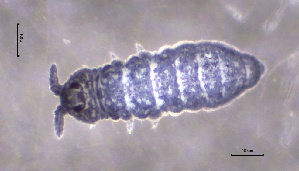  ( - SOS_COLLEMBOLA_308)  @11 [ ] by (2013) Cornelya Klutsch Norwegian Institute of Bioeconomy Research (NIBIO)