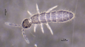  (Vertagopus cinereus - SOS_COLLEMBOLA_318)  @11 [ ] by (2013) Cornelya Klutsch Norwegian Institute of Bioeconomy Research (NIBIO)