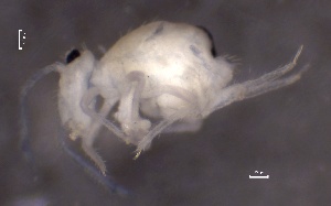  ( - SOS_COLLEMBOLA_330)  @11 [ ] by (2013) Cornelya Klutsch Norwegian Institute of Bioeconomy Research (NIBIO)