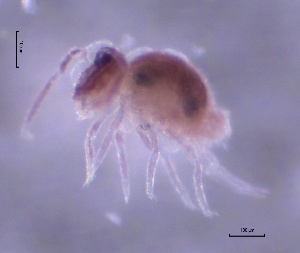  (Pygmarrhopalites benitus - SOS_COLLEMBOLA_368)  @11 [ ] by (2013) Cornelya Klutsch Norwegian Institute of Bioeconomy Research (NIBIO)