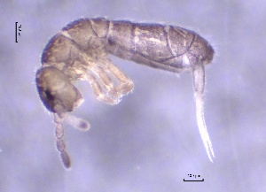  ( - SOS_COLLEMBOLA_376)  @11 [ ] by (2013) Cornelya Klutsch Norwegian Institute of Bioeconomy Research (NIBIO)