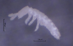  ( - SOS_COLLEMBOLA_394)  @11 [ ] Unspecified (default): All Rights Reserved  Unspecified Unspecified