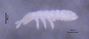  ( - SOS_COLLEMBOLA_396)  @11 [ ] Unspecified (default): All Rights Reserved  Unspecified Unspecified