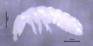  ( - SOS_COLLEMBOLA_397)  @11 [ ] Unspecified (default): All Rights Reserved  Unspecified Unspecified