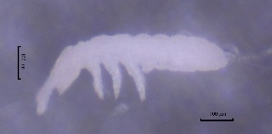  ( - SOS_COLLEMBOLA_398)  @11 [ ] Unspecified (default): All Rights Reserved  Unspecified Unspecified
