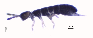  ( - SOS_COLLEMBOLA_414)  @11 [ ] Unspecified (default): All Rights Reserved  Unspecified Unspecified