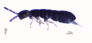  ( - SOS_COLLEMBOLA_415)  @11 [ ] Unspecified (default): All Rights Reserved  Unspecified Unspecified
