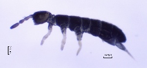  ( - SOS_COLLEMBOLA_416)  @11 [ ] Unspecified (default): All Rights Reserved  Unspecified Unspecified