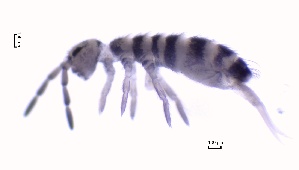  ( - SOS_COLLEMBOLA_443)  @11 [ ] Unspecified (default): All Rights Reserved  Unspecified Unspecified