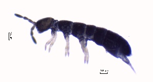  ( - SOS_COLLEMBOLA_444)  @11 [ ] Unspecified (default): All Rights Reserved  Unspecified Unspecified