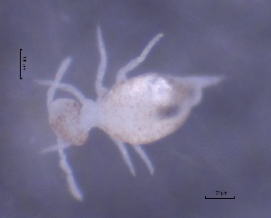  ( - SOS_COLLEMBOLA_447)  @11 [ ] Unspecified (default): All Rights Reserved  Unspecified Unspecified