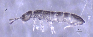  ( - SOS_COLLEMBOLA_468)  @11 [ ] Unspecified (default): All Rights Reserved  Unspecified Unspecified