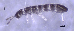  ( - SOS_COLLEMBOLA_469)  @11 [ ] Unspecified (default): All Rights Reserved  Unspecified Unspecified