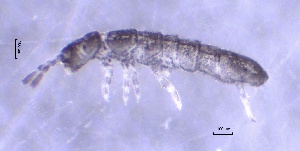  ( - SOS_COLLEMBOLA_470)  @11 [ ] Unspecified (default): All Rights Reserved  Unspecified Unspecified