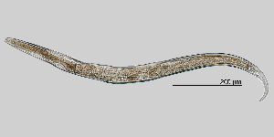  (Plectus cirratus - NEMA-40988-A12)  @11 [ ] by-nc (2023) Oleksandr Holovachov Swedish Museum of Natural History