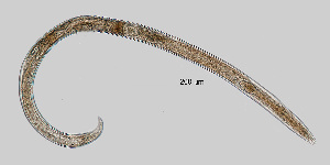  (Pakirinae - NEMA-40988-B5)  @11 [ ] by-nc (2023) Oleksandr Holovachov Swedish Museum of Natural History