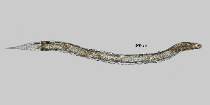  (Hemicycliophora thornei - NEMA-40988-D5)  @11 [ ] by-nc (2023) Oleksandr Holovachov Swedish Museum of Natural History