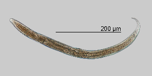  (Plectus amorphotelus - NEMA-40988-E6)  @11 [ ] by-nc (2023) Oleksandr Holovachov Swedish Museum of Natural History