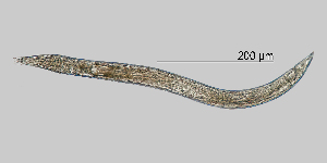  ( - NEMA-40988-F2)  @11 [ ] by-nc (2023) Oleksandr Holovachov Swedish Museum of Natural History