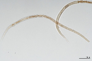  (Monhysteridae - NEMA-40989-G8)  @11 [ ] by-nc (2024) Oleksandr Holovachov Swedish Museum of Natural History