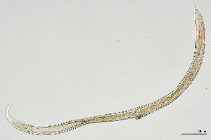  ( - NEMA-40991-B9)  @11 [ ] by-nc (2024) Oleksandr Holovachov Swedish Museum of Natural History