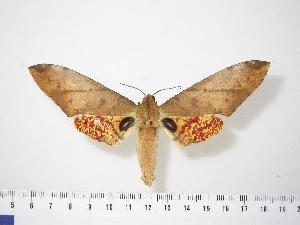  ( - BC-Hax0001)  @13 [ ] Copyright (2010) Jean Haxaire Research Collection of Jean Haxaire