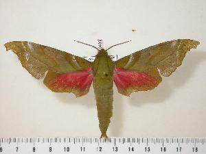  ( - BC-Hax0436)  @14 [ ] Copyright (2010) Jean Haxaire Research Collection of Jean Haxaire