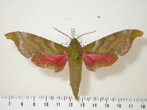  ( - BC-Hax0437)  @14 [ ] Copyright (2010) Jean Haxaire Research Collection of Jean Haxaire