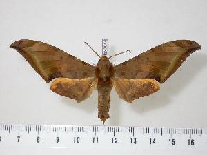  ( - BC-Hax0044)  @12 [ ] Copyright (2010) Jean Haxaire Research Collection of Jean Haxaire