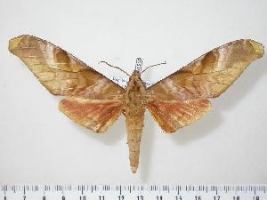  ( - BC-Hax0595)  @14 [ ] Copyright (2010) Jean Haxaire Research Collection of Jean Haxaire