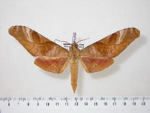  ( - BC-Hax0596)  @14 [ ] Copyright (2010) Jean Haxaire Research Collection of Jean Haxaire