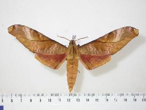  ( - BC-Hax0597)  @14 [ ] Copyright (2010) Jean Haxaire Research Collection of Jean Haxaire