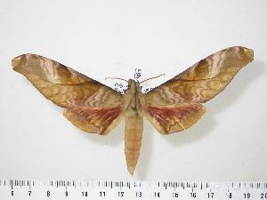  ( - BC-Hax0598)  @14 [ ] Copyright (2010) Jean Haxaire Research Collection of Jean Haxaire