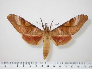  ( - BC-Hax0599)  @14 [ ] Copyright (2010) Jean Haxaire Research Collection of Jean Haxaire