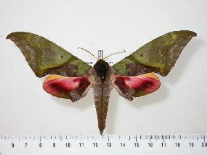  (Callambulyx rubricosa - BC-Hax0689)  @16 [ ] Copyright (2010) Jean Haxaire Research Collection of Jean Haxaire