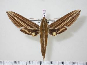  ( - BC-Hax0922)  @14 [ ] Copyright (2010) Jean Haxaire Research Collection of Jean Haxaire