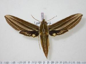  ( - BC-Hax0923)  @14 [ ] Copyright (2010) Jean Haxaire Research Collection of Jean Haxaire
