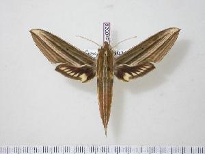  ( - BC-Hax0925)  @14 [ ] Copyright (2010) Jean Haxaire Research Collection of Jean Haxaire