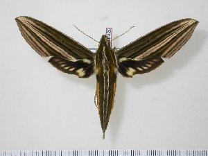  ( - BC-Hax0926)  @14 [ ] Copyright (2010) Jean Haxaire Research Collection of Jean Haxaire